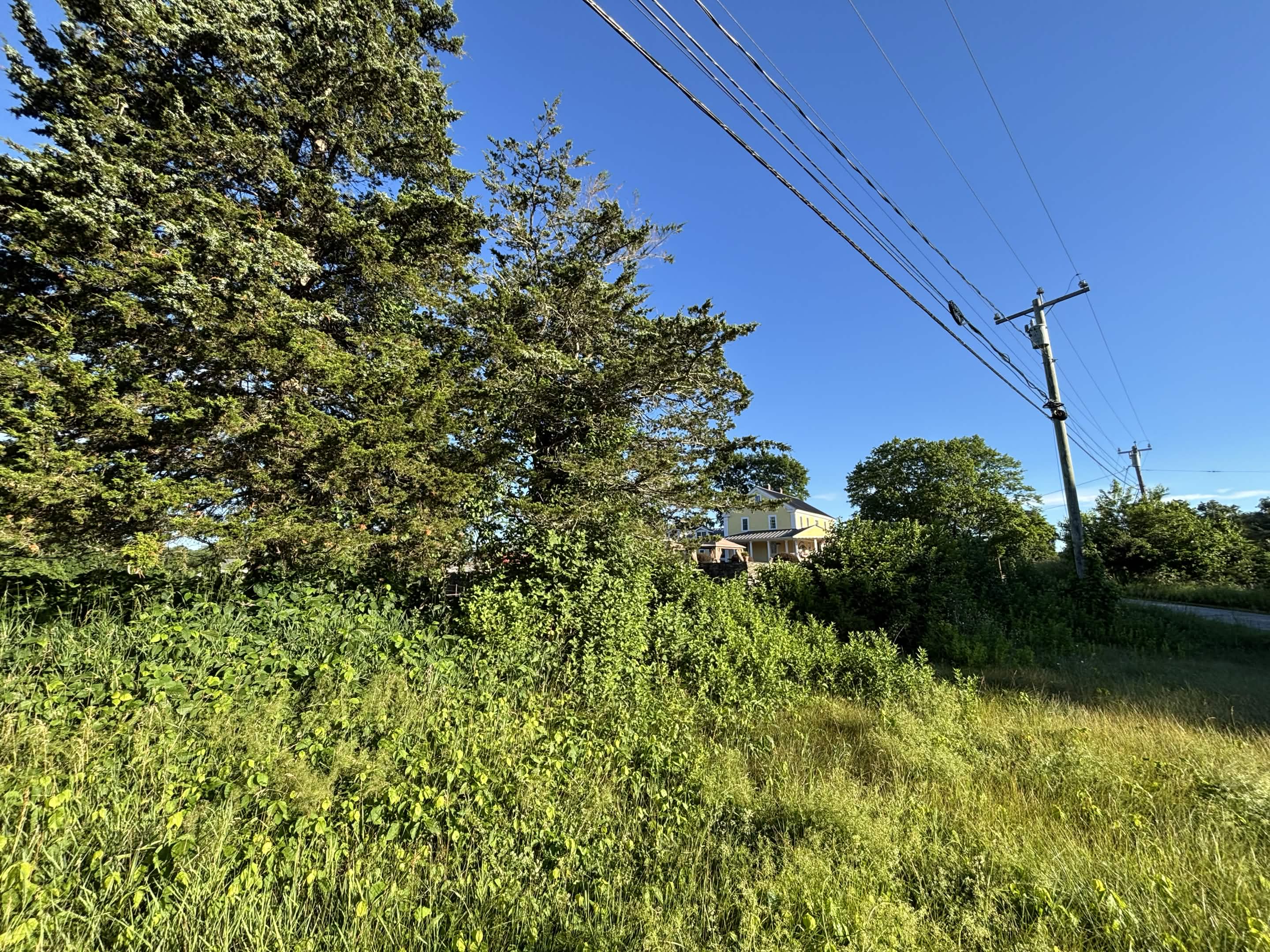 Dense poison ivy and brush overgrowth in Putnam, CT before clearing